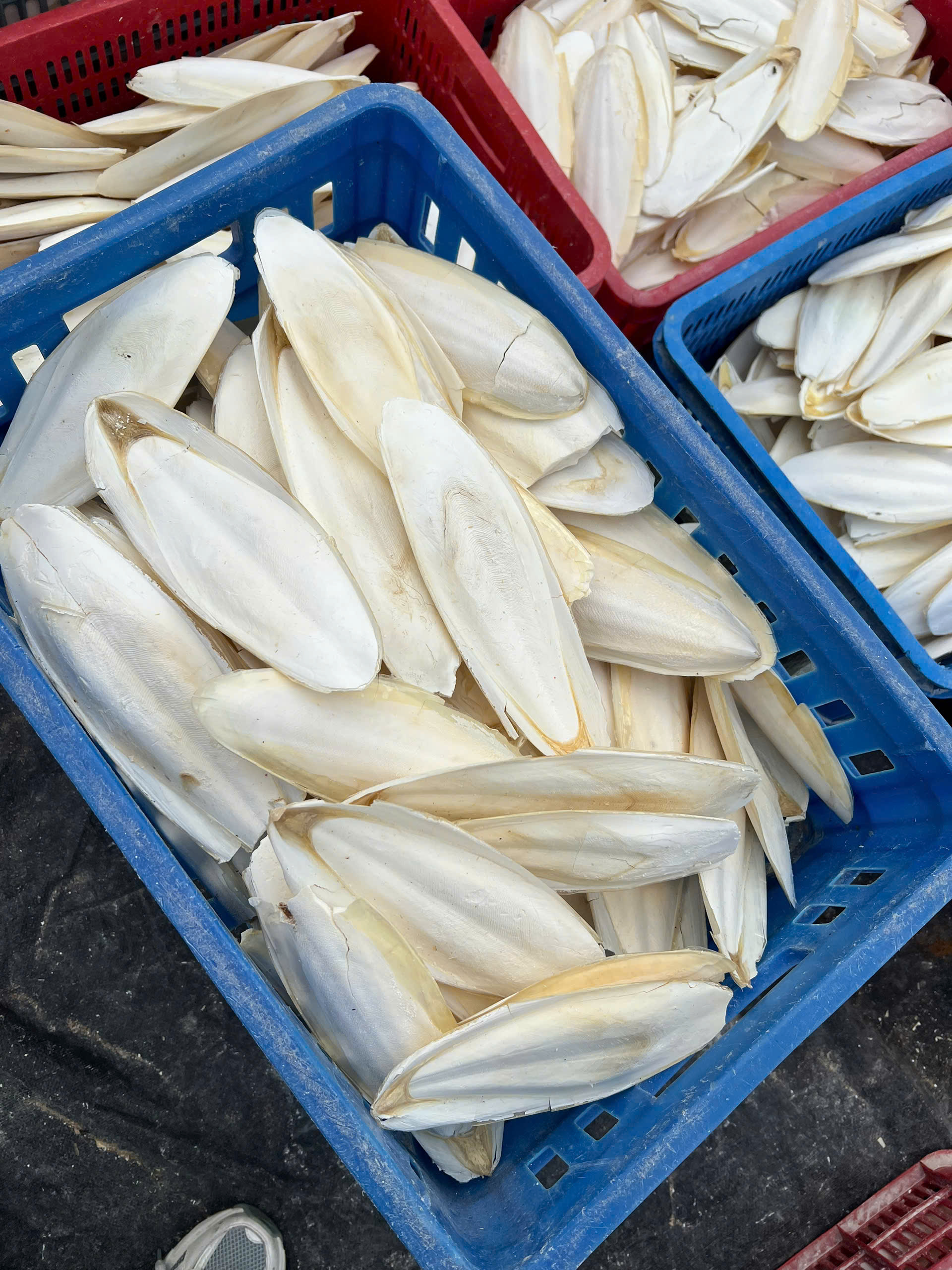 CUTTLEFISH BONE
